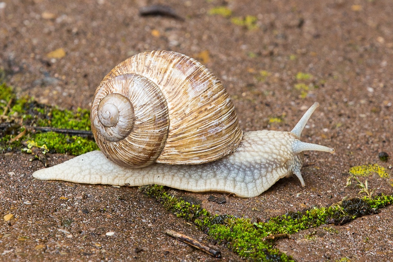 Aalschokker Aranka