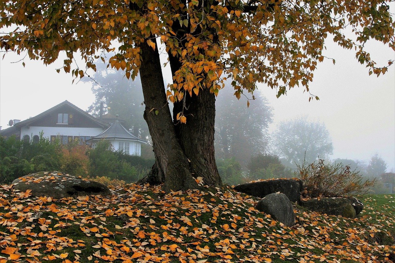 Aalschokker Aranka