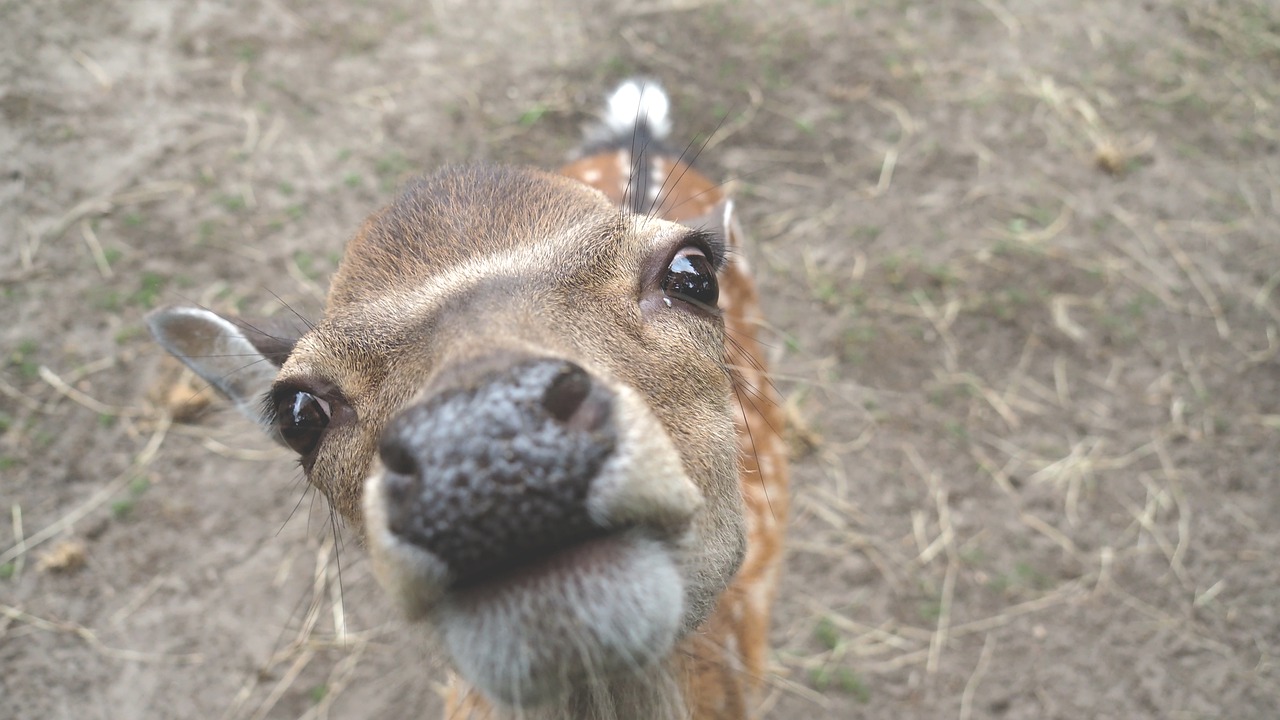 Aalschokker Aranka