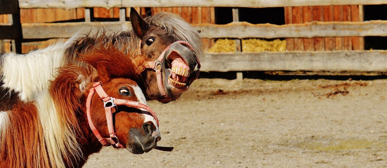 Aalschokker Aranka