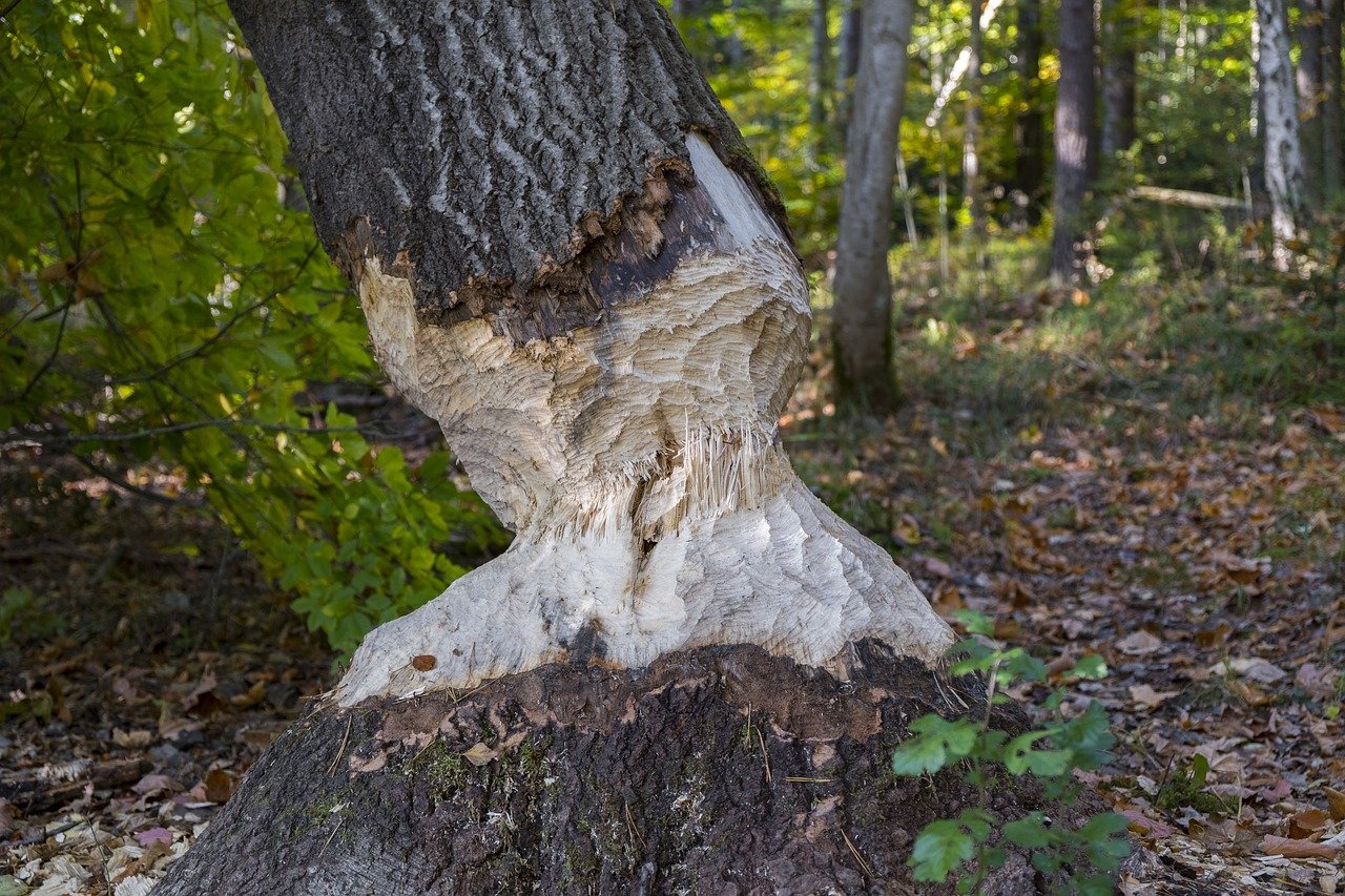 Aalschokker Aranka