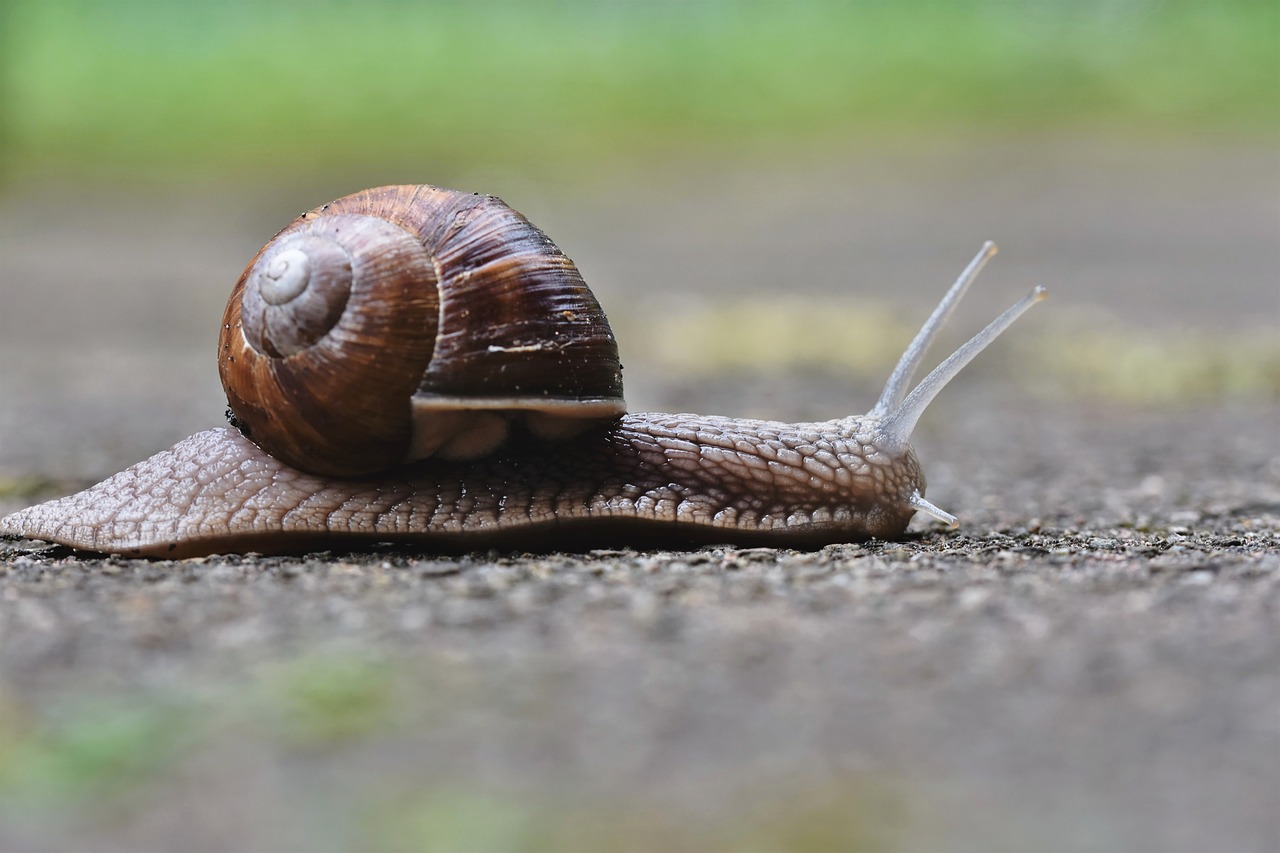 Aalschokker Aranka